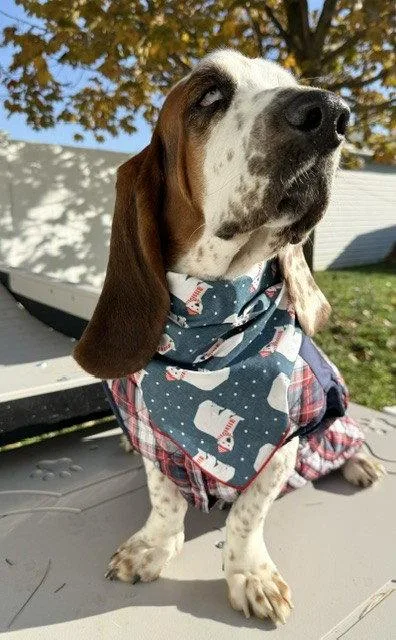 A young medium-sized male Basset Hound dog named Moment for adoption in Mays Landing, NJ