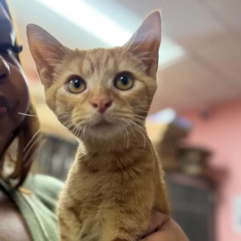 Severus thumbnail 5