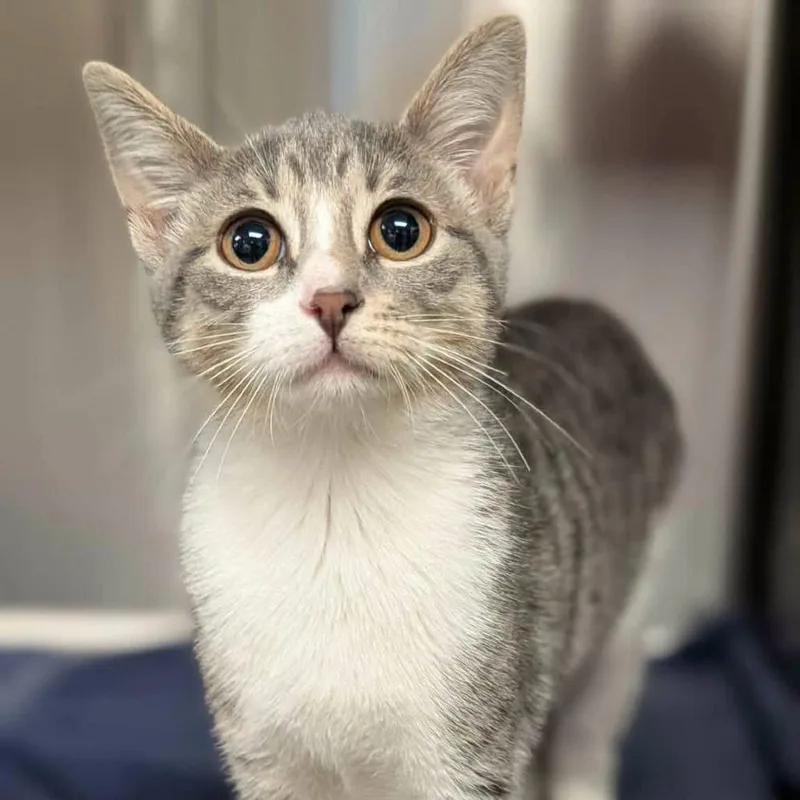 A baby small-sized female Gray / Blue / Silver Domestic Short Hair cat named Yolanda for adoption in Plainfield, IL