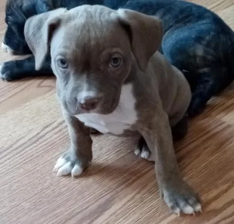 A baby small-sized female Pit Bull Terrier dog named Duchess for adoption in Colorado Springs, CO