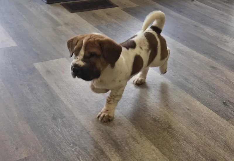 A baby medium-sized male White / Cream Basset Hound dog named Walter " Walt" for adoption in Woodsfield, OH