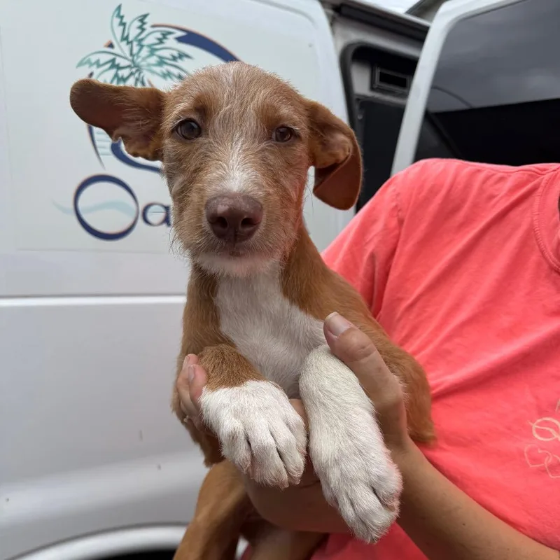 A baby small-sized female Brown / Chocolate Wirehaired Terrier dog named Princess Bubblegum for adoption in Wahiawa, HI