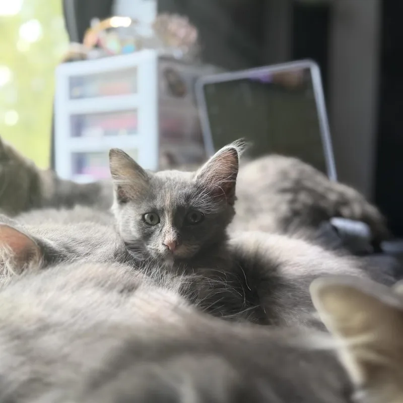 A baby small-sized female Tortoiseshell Domestic Long Hair cat named Atlas for adoption in San Antonio, TX
