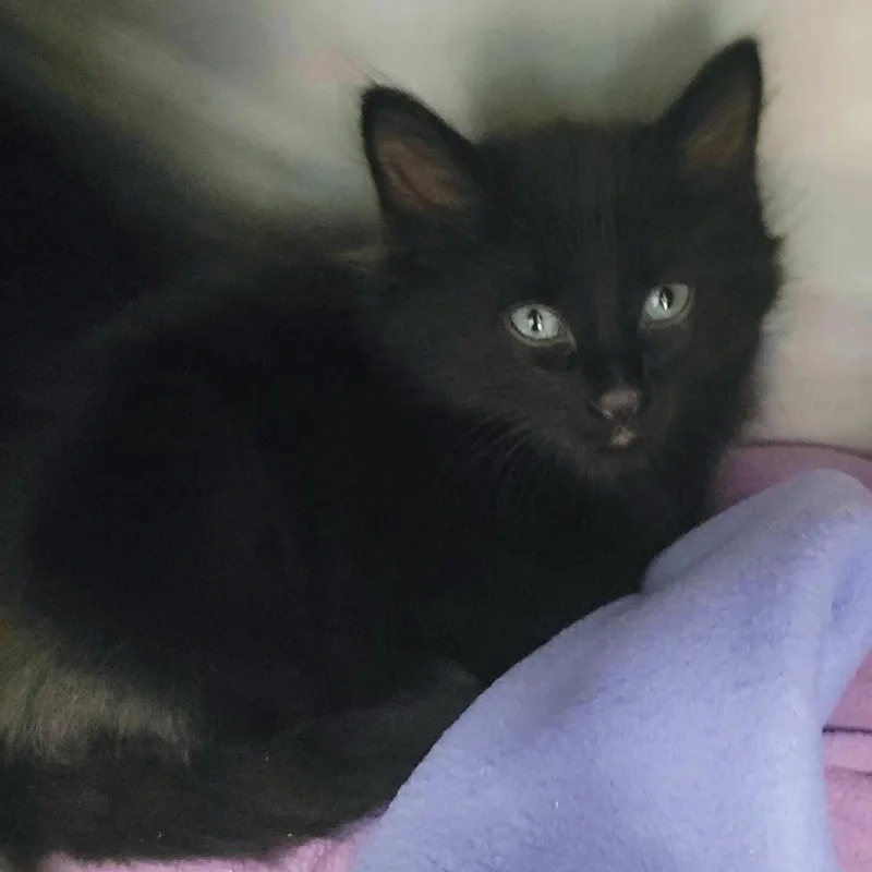 A baby medium-sized male Black Domestic Short Hair cat named Lewis for adoption in Plover, WI