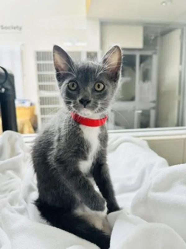 A baby small-sized male Domestic Short Hair cat named Woody for adoption in Healdsburg, CA