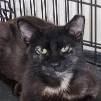 An adult medium-sized female Tortoiseshell Domestic Short Hair cat named Pebble for adoption in Boston, MA