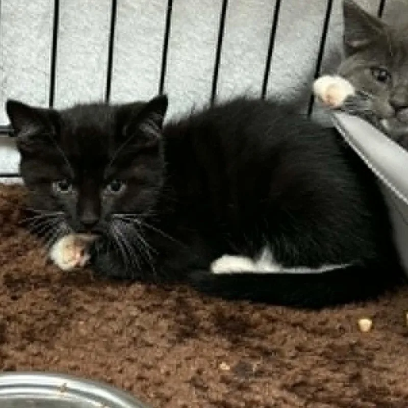 A baby small-sized female Black Domestic Short Hair cat named Annie for adoption in Pine Mountain, GA
