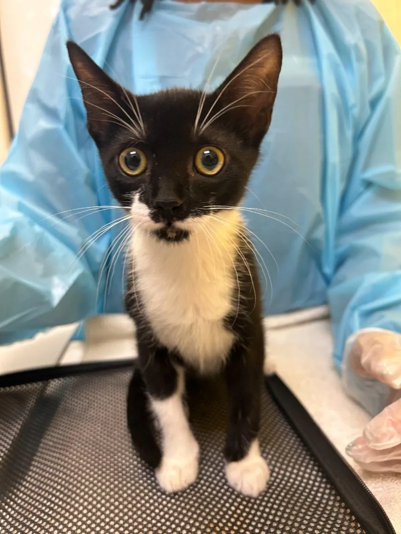 A baby small-sized female Black & White / Tuxedo Domestic Short Hair cat named Aster for adoption in Raleigh, NC