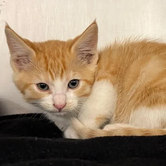 A baby small-sized male Domestic Short Hair cat named Jigsaw for adoption in Redwood City, CA