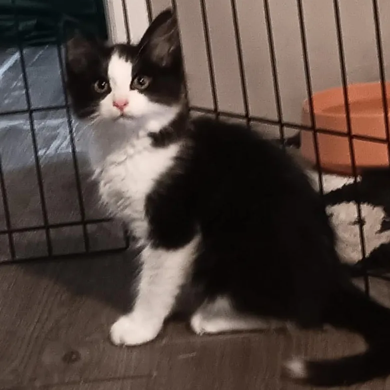 A baby medium-sized male Black & White / Tuxedo Domestic Medium Hair cat named Teeny for adoption in Gastonia, NC
