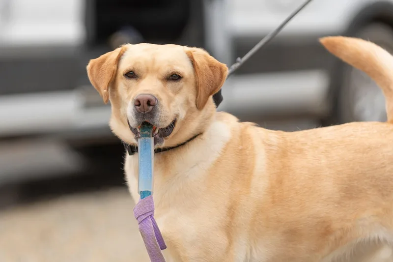 A young medium-sized female Yellow / Tan / Blond / Fawn Labrador Retriever dog named Roxy for adoption in Santa Paula, CA
