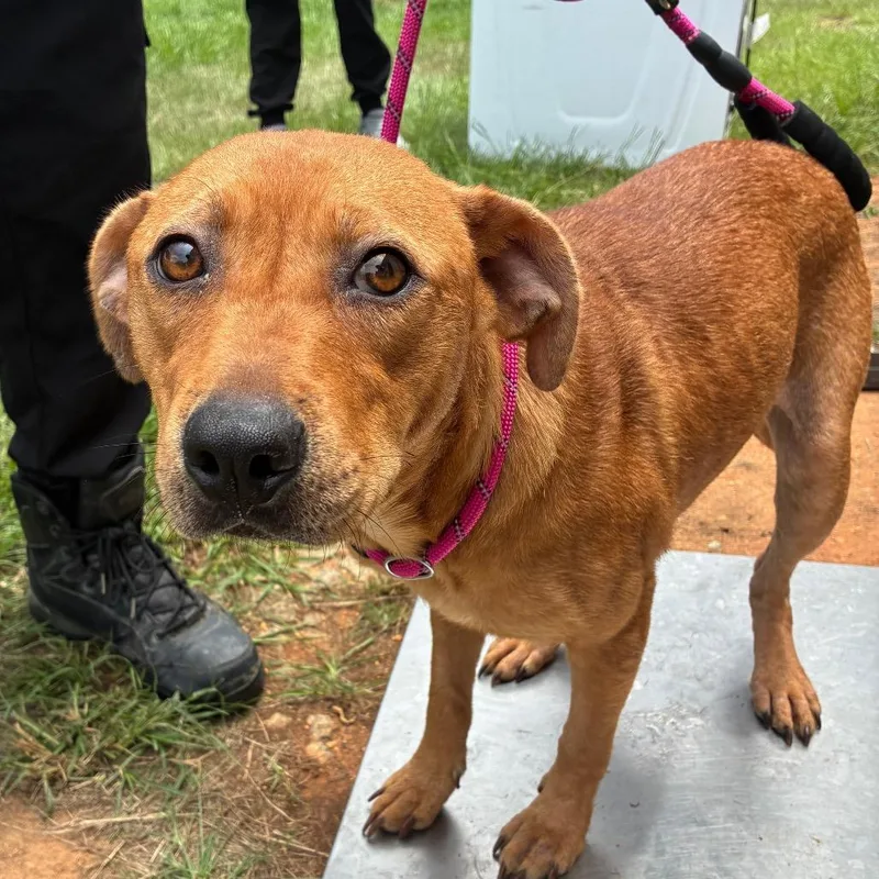 An adult medium-sized female Red / Chestnut / Orange Hound dog named Vanna White for adoption in Hattiesburg, MS