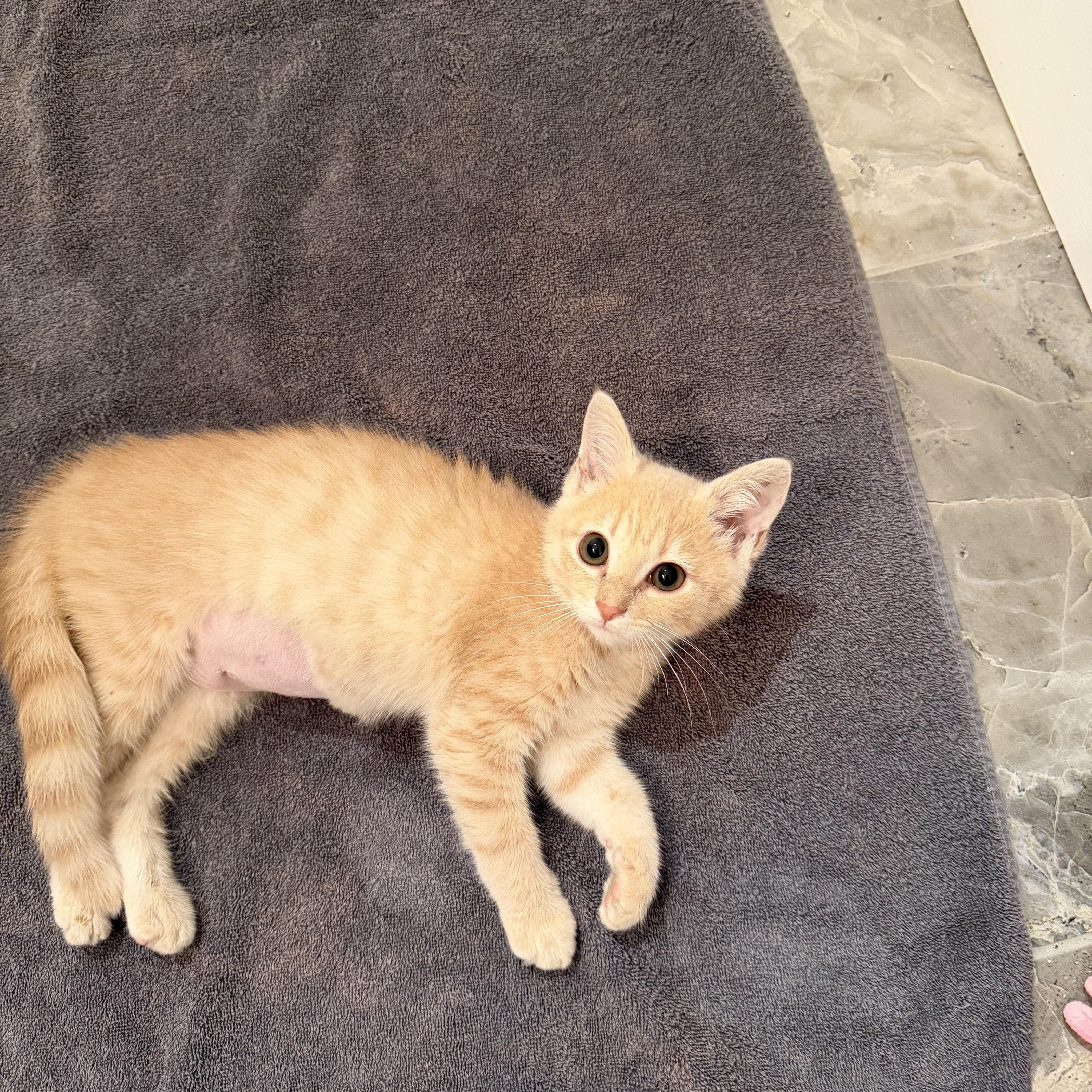 A baby medium-sized female Domestic Short Hair cat named Baby Mesa for adoption in Charlotte, NC