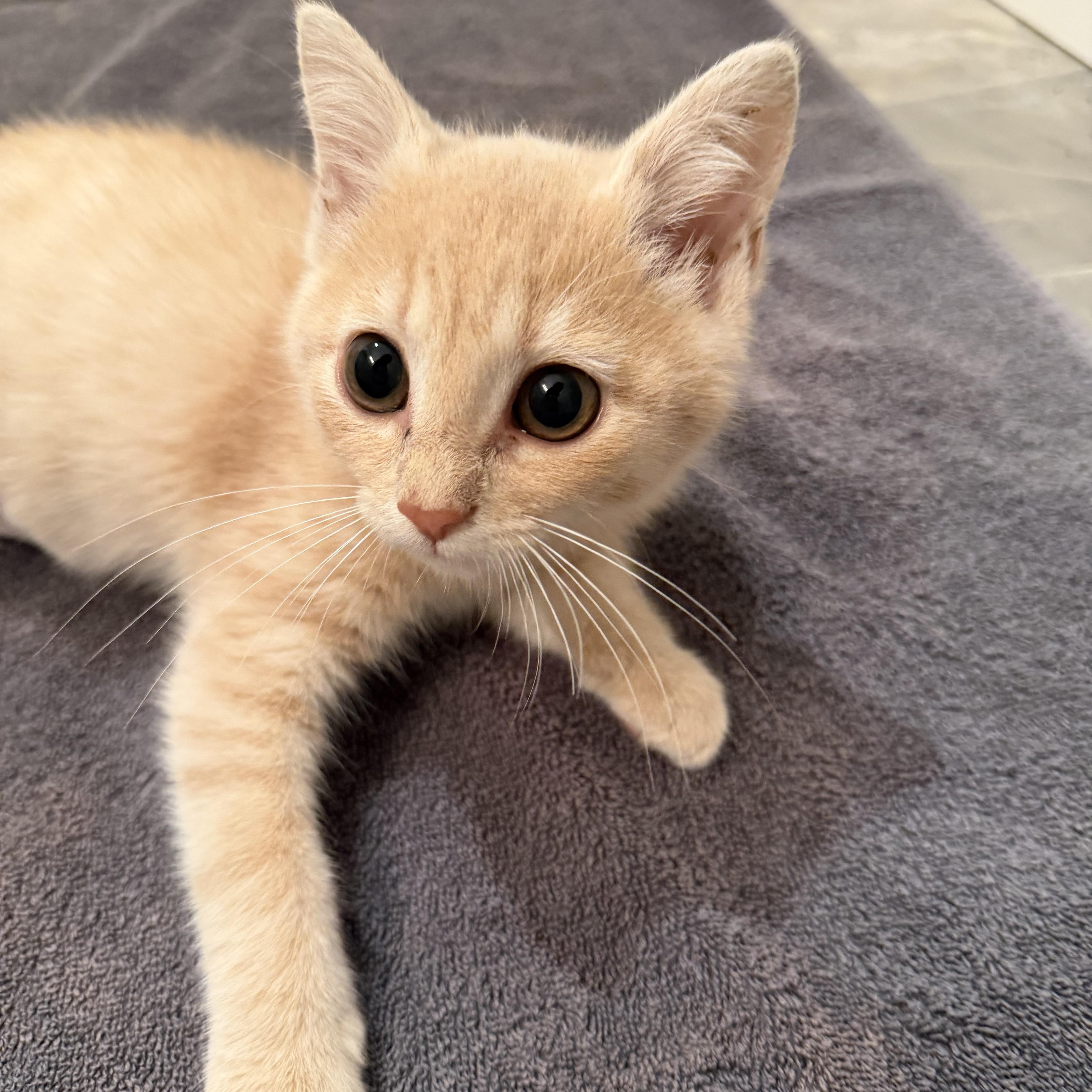 Baby Mesa thumbnail 2