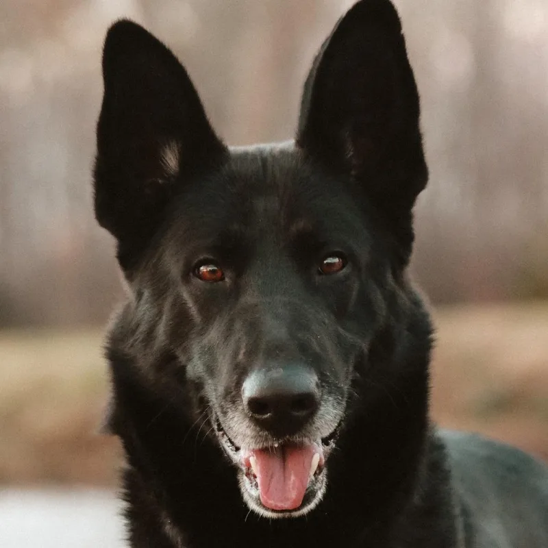 An adult large-sized male Black Shepherd dog named Midnight for adoption in Madisonville, KY