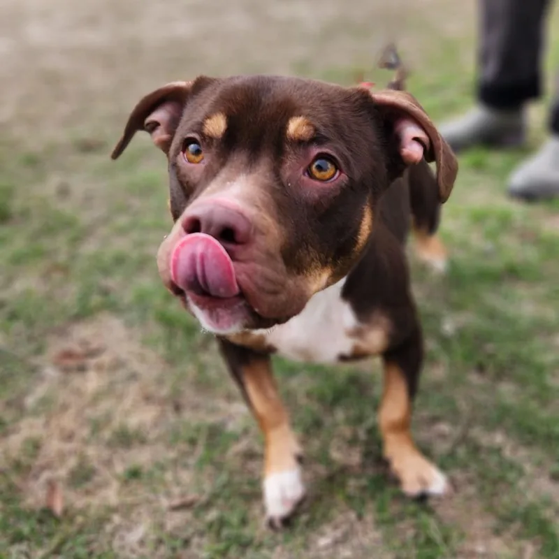 Bearlow Jum thumbnail 2