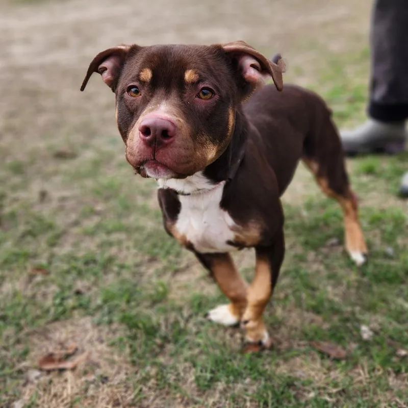 Bearlow Jum thumbnail 3