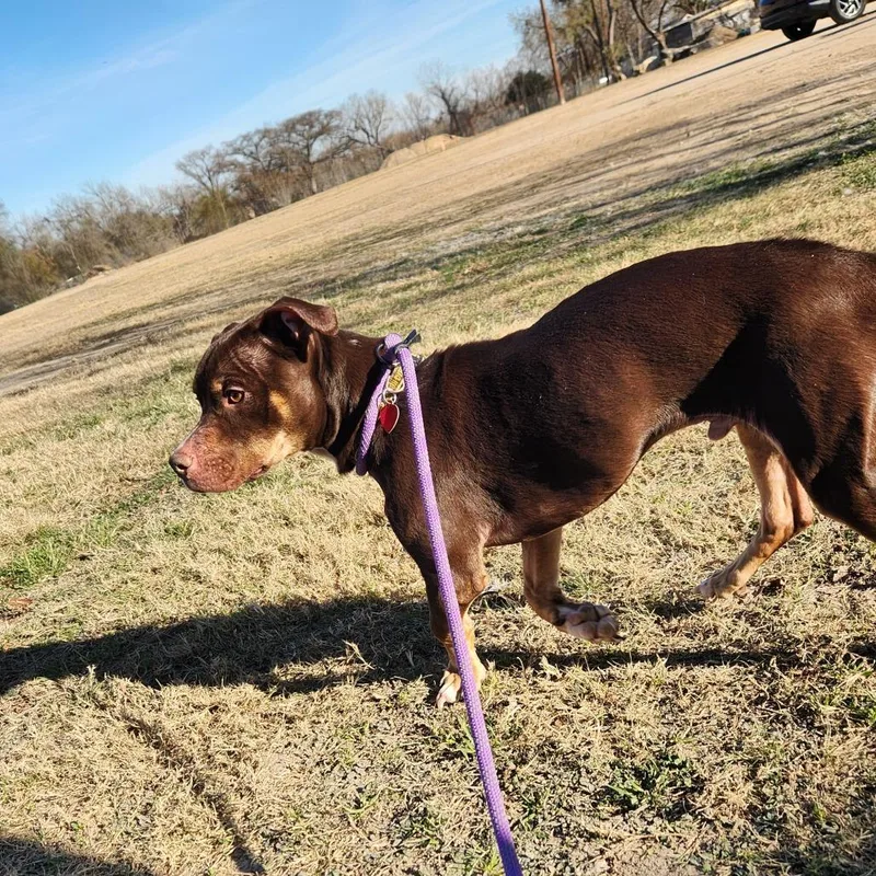 Bearlow Jum thumbnail 4