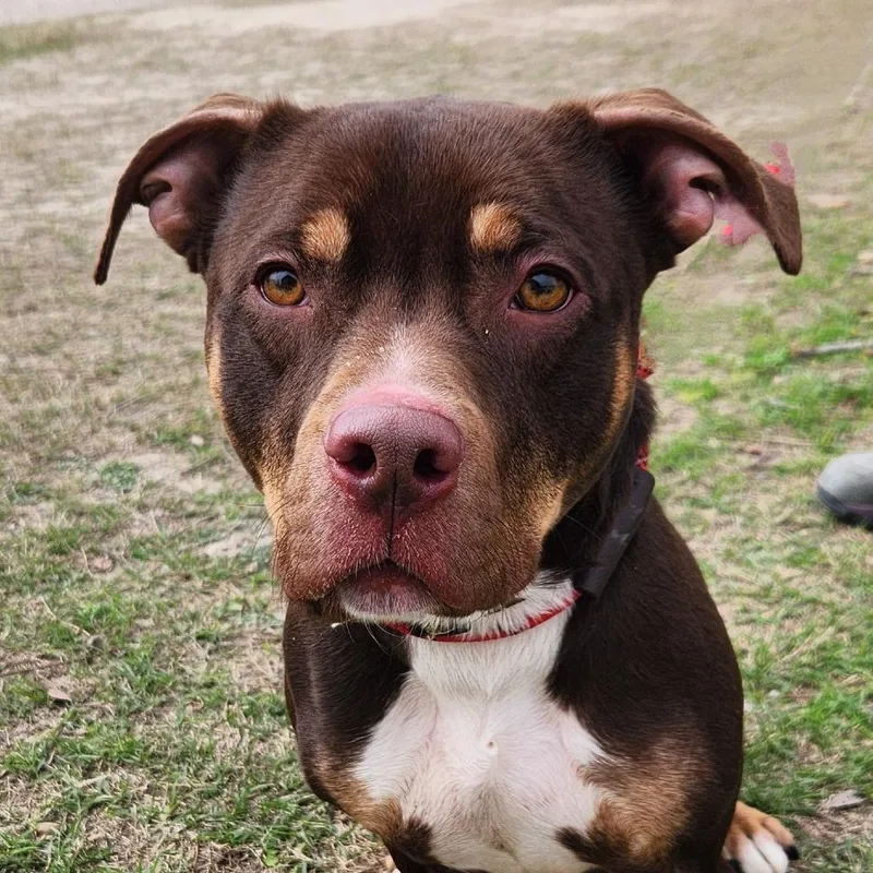 Bearlow Jum thumbnail 5