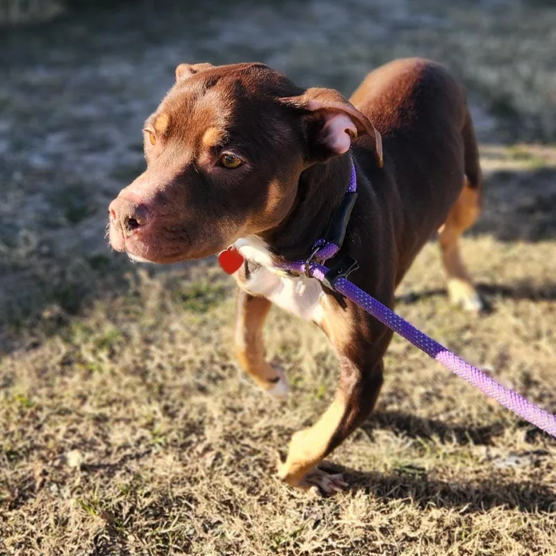 Bearlow Jum thumbnail 6