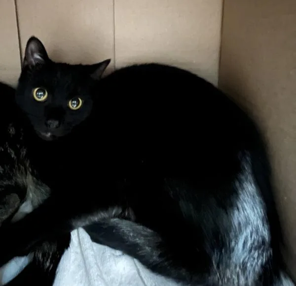 A young medium-sized female Domestic Short Hair cat named Quickstep for adoption in Stratham, NH