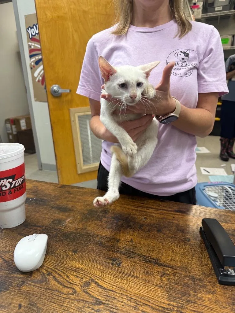A baby medium-sized male Siamese cat named Jude for adoption in Sorrento, LA