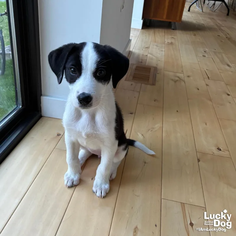 A baby medium-sized female Border Collie dog named Arizona for adoption in Washington, DC