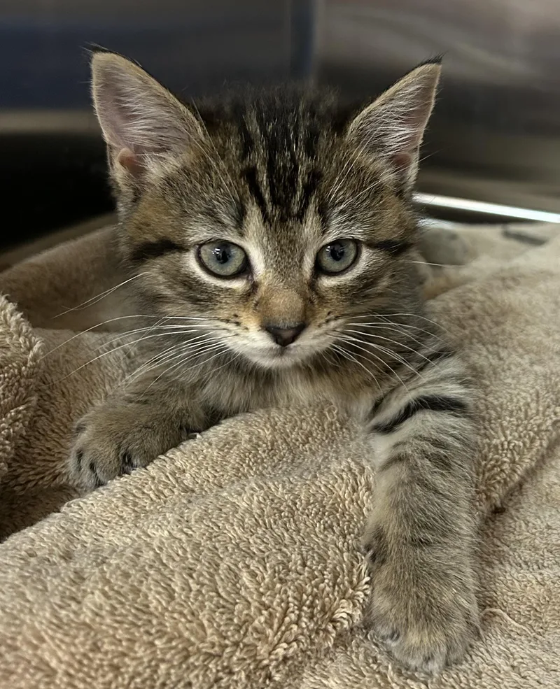 A baby medium-sized female Domestic Short Hair cat named Amber & Alysa for adoption in Ontario, NY