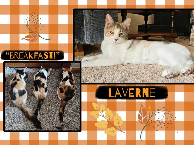 A baby medium-sized female Dilute Calico Domestic Short Hair cat named Laverne for adoption in Kearney, NE