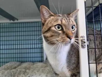 A young medium-sized male Brown / Chocolate Domestic Medium Hair cat named Harlow for adoption in Fernandina Beach, FL