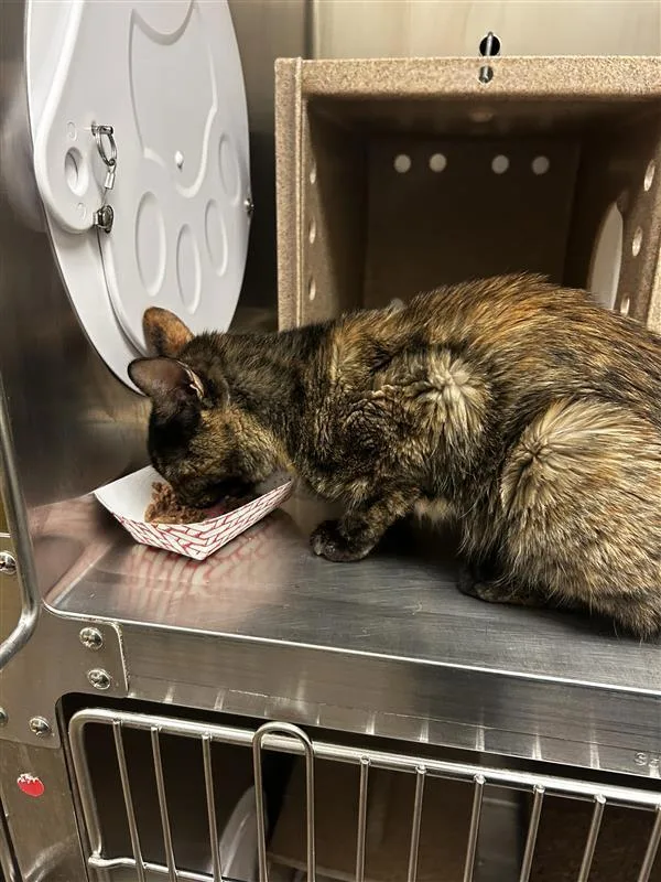 An adult small-sized female Domestic Short Hair cat named Mitzy for adoption in Austin, TX