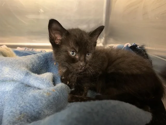 A baby small-sized male Domestic Short Hair cat named Lux for adoption in Grand Prairie, TX