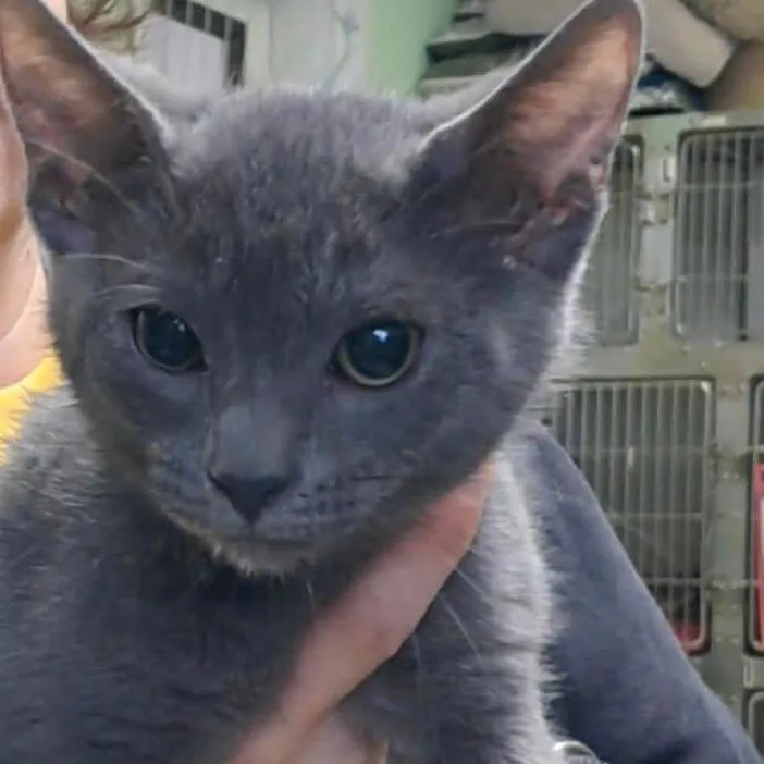 A baby small-sized male Gray / Blue / Silver Domestic Short Hair cat named Aries for adoption in Valley, AL