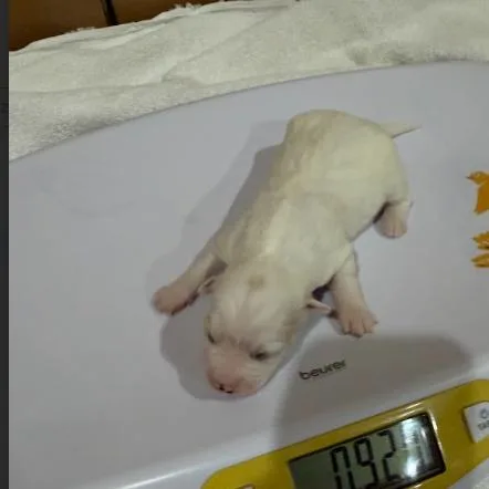 A baby small-sized female White / Cream Terrier dog named Sol for adoption in Madison, WI