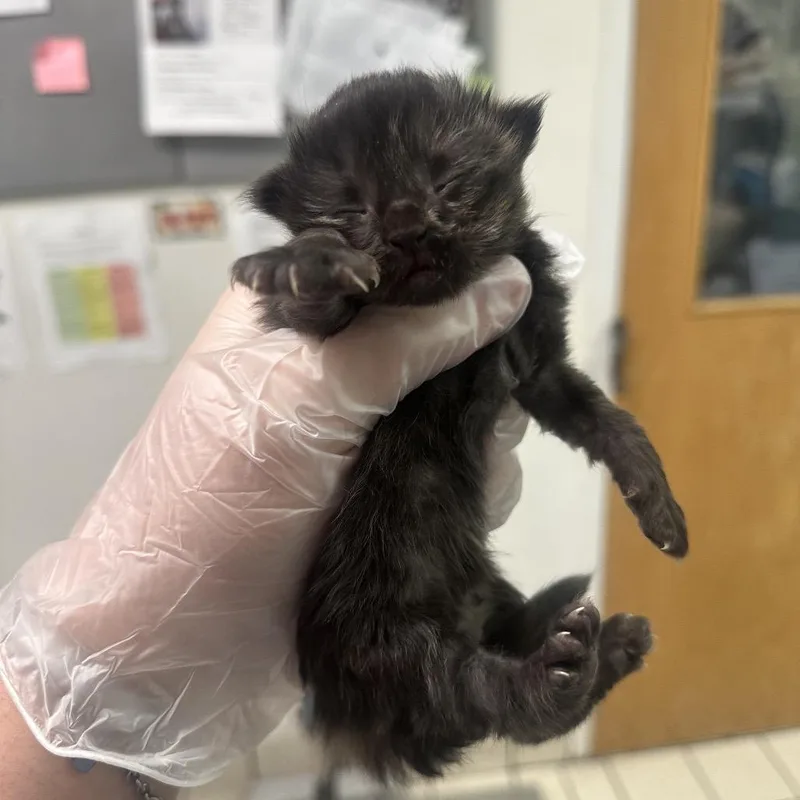 A baby small-sized female Tortoiseshell Domestic Medium Hair cat named Pumpkin for adoption in Charleston, WV