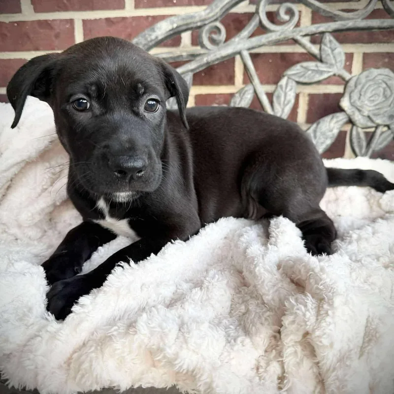 A young small-sized male Black German Shepherd Dog dog named Brooks for adoption in Farmersville, OH