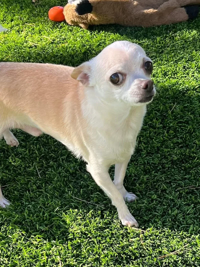 An adult small-sized male White / Cream Chihuahua dog named Garbonzo for adoption in Las Vegas, NV