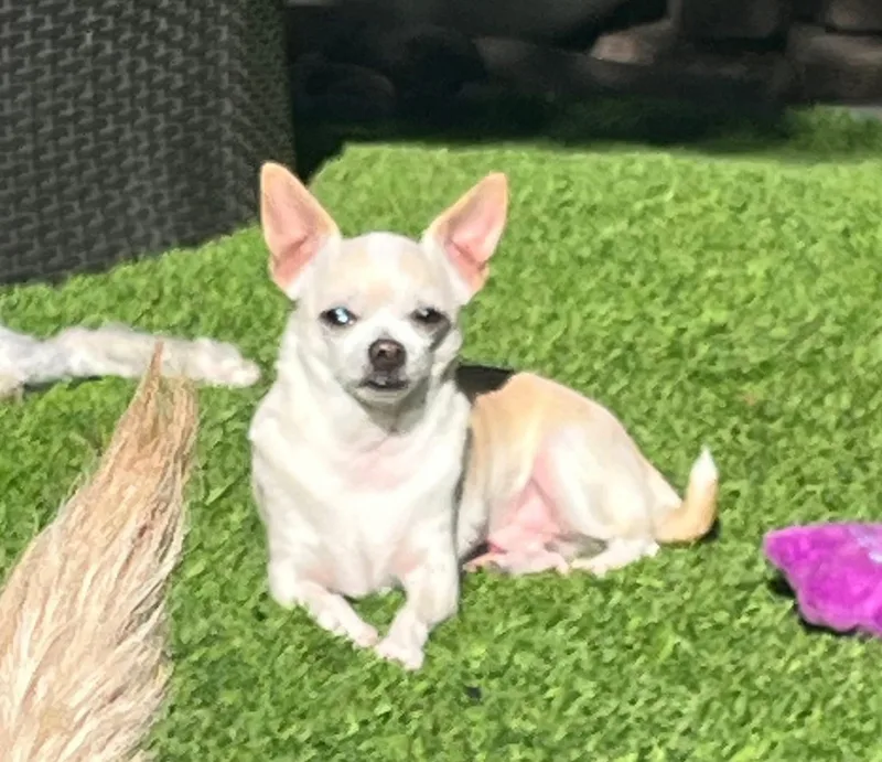 Garbonzo thumbnail 2