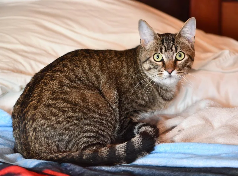 A young medium-sized male Tabby (Brown / Chocolate) Domestic Short Hair cat named Toulouse and Berlioz for adoption in Seattle, WA