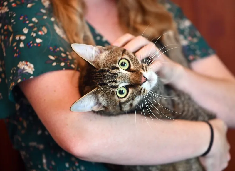 Toulouse and Berlioz thumbnail 3