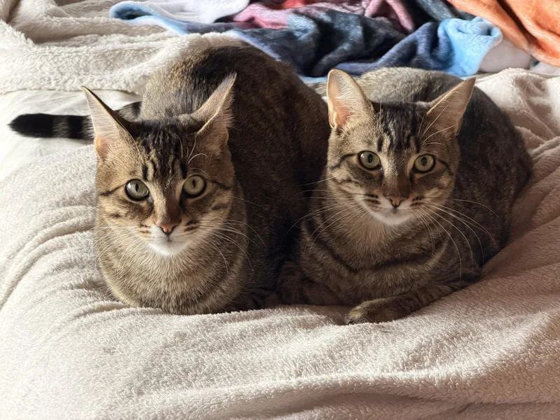Toulouse and Berlioz thumbnail 4