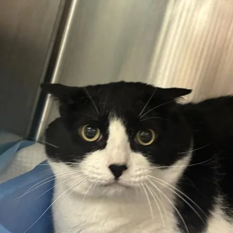 An adult small-sized male Domestic Short Hair cat named Tux for adoption in Pensacola, FL