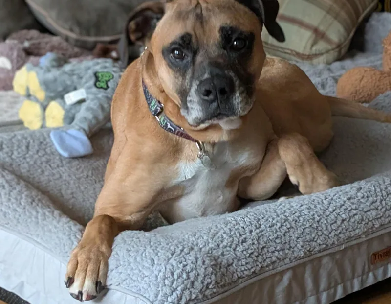 An adult medium-sized male Yellow / Tan / Blond / Fawn Boxer dog named Duke for adoption in Middlesex, NJ