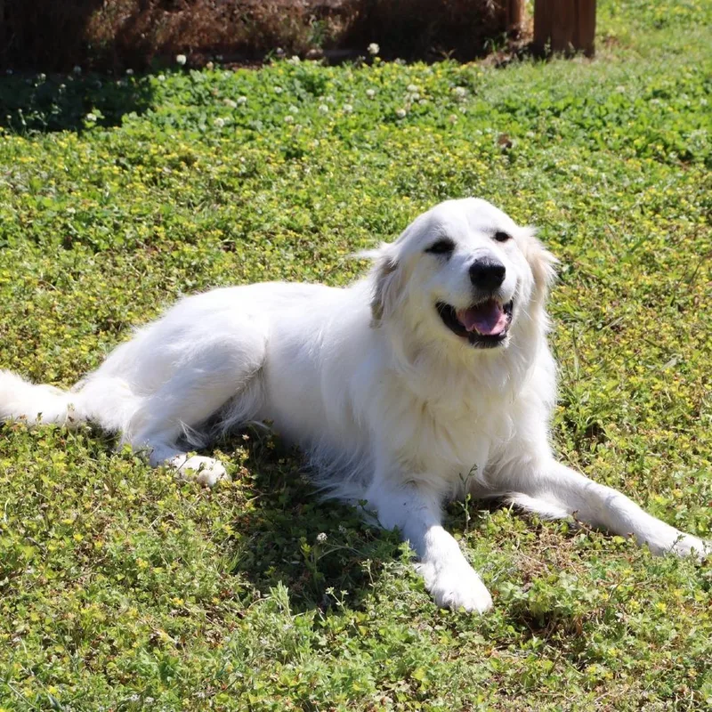 An adult large-sized female White / Cream Great Pyrenees dog named Snowy for adoption in Starkville, MS
