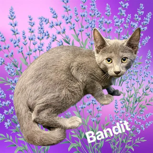 A baby small-sized male Domestic Short Hair cat named Bandit for adoption in Visalia, CA