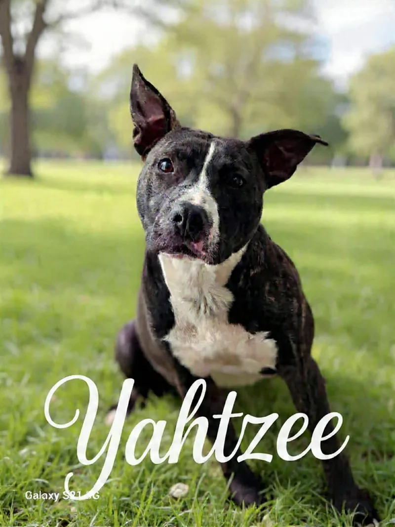 Yahtzee