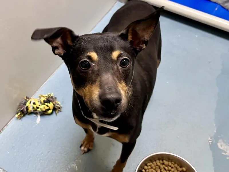 An adult small-sized male Chihuahua dog named Dover for adoption in Houston, TX