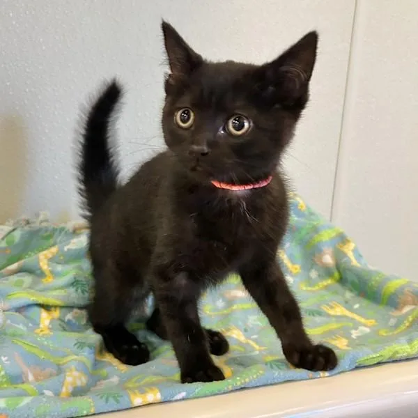 A baby small-sized female Domestic Medium Hair cat named Phoenix for adoption in Dublin, CA