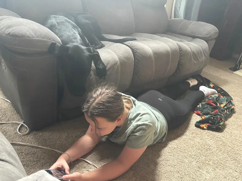An adult large-sized male Great Dane dog named Henry for adoption in Houston, TX