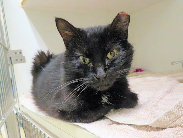 An adult large-sized female Domestic Short Hair cat named Ebony for adoption in Oklahoma City, OK